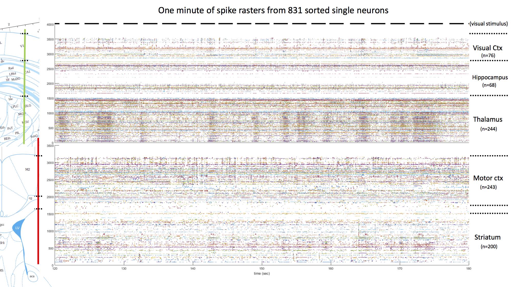 A image showing one minute of spiking data from the Steinmetz dataset.